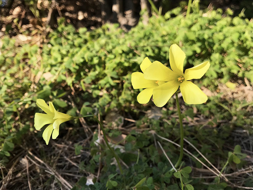 のんちゃんと冬の海①_e0351070_13070423.jpg