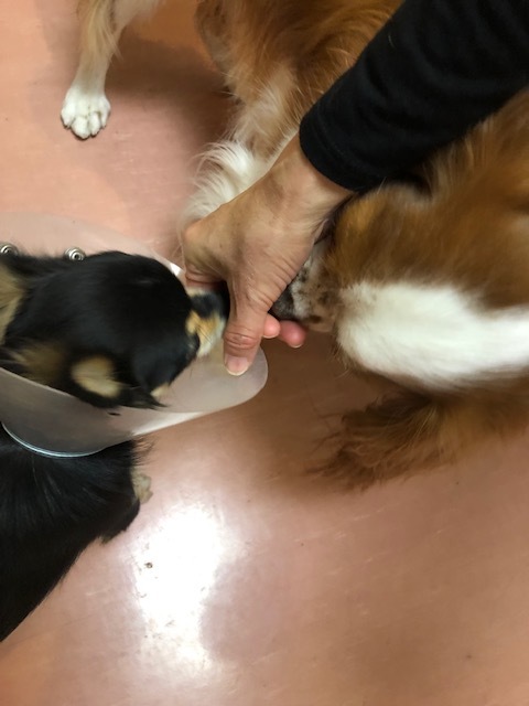 ポーちゃんのお泊まり(2019・1・20)_e0367571_21254747.jpg