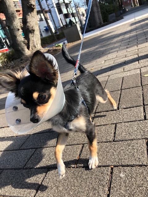 ポーちゃんのお泊まり(2019・1・20)_e0367571_21301246.jpg