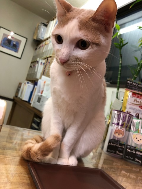 ポーちゃんのお泊まり(2019・1・20)_e0367571_21415105.jpg