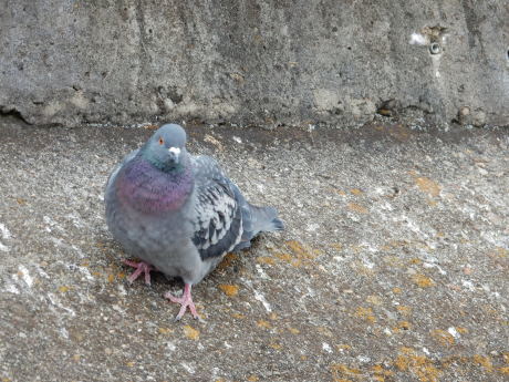白鳥さんたちとカモメのやつ_e0355177_11592033.jpg