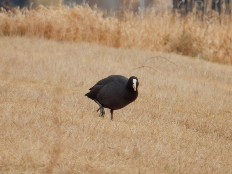 白鳥さんたちとカモメのやつ_e0355177_12135362.jpg