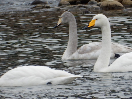 白鳥さんたちとカモメのやつ_e0355177_12145847.jpg
