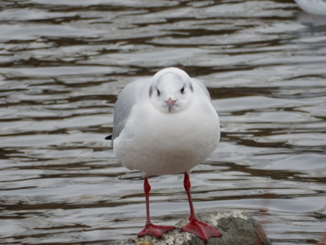 白鳥さんたちとカモメのやつ_e0355177_12233384.jpg