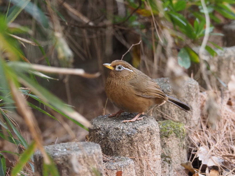ガビチョウが出てきました コーヒー党の野鳥と自然 パート2 ガビチョウが出てきました コーヒー党の野鳥と自然 パート2
