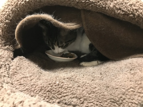 c0340786_13213091.jpeg