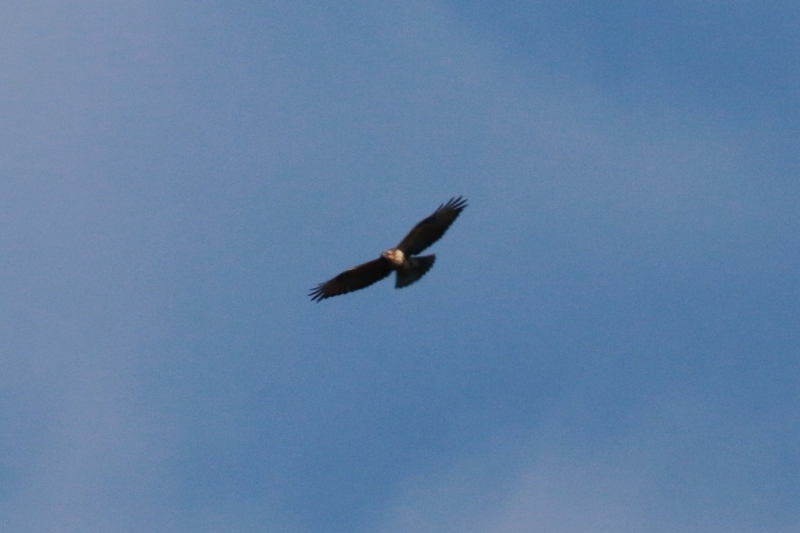 f0022486_20155444.jpg