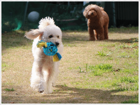 b0175688_23440357.gif