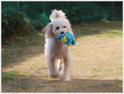 b0175688_23440835.gif