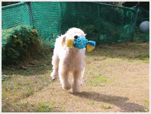 b0175688_23441327.gif