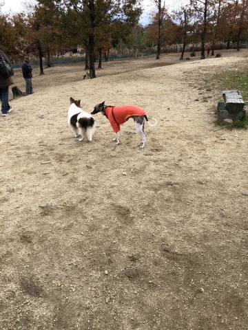 f0177788_22273236.jpeg