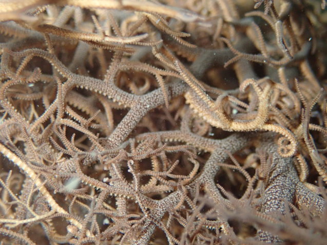e0115199_16015457.jpg