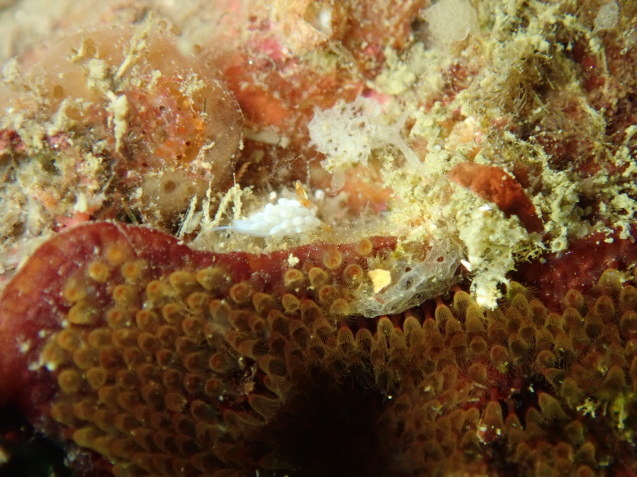 e0115199_16032970.jpg