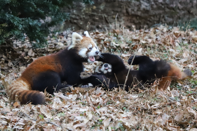 多摩動物公園　２０１９年１月１７日　ずんとフク_e0398403_18472833.jpg