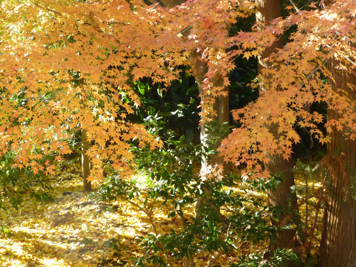 c0051620_759082.jpg