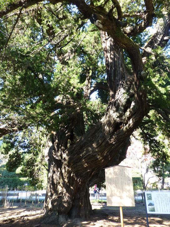 鎌倉錦秋編(3)：建長寺・寿福寺(15.12)_c0051620_80589.jpg