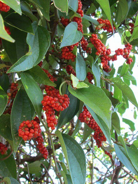 e0321325_14262686.jpg