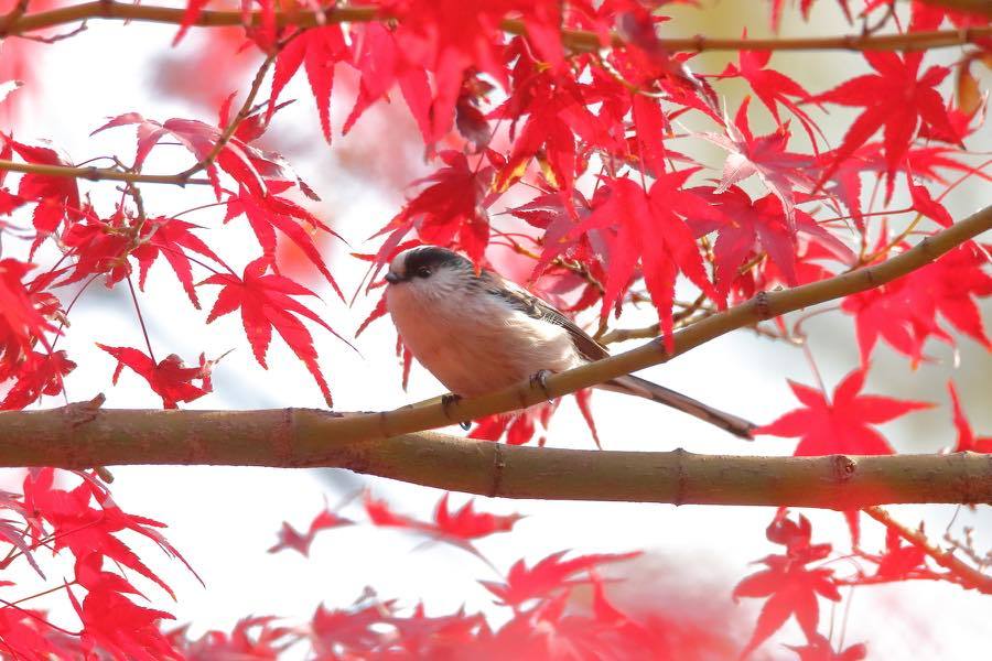 紅葉の日本庭園_d0368631_00270123.jpg