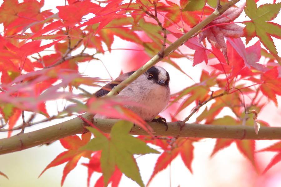 紅葉の日本庭園_d0368631_00270186.jpg