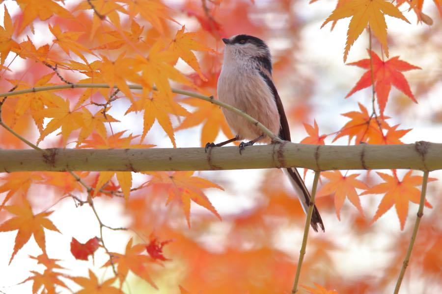 紅葉の日本庭園_d0368631_00410983.jpg