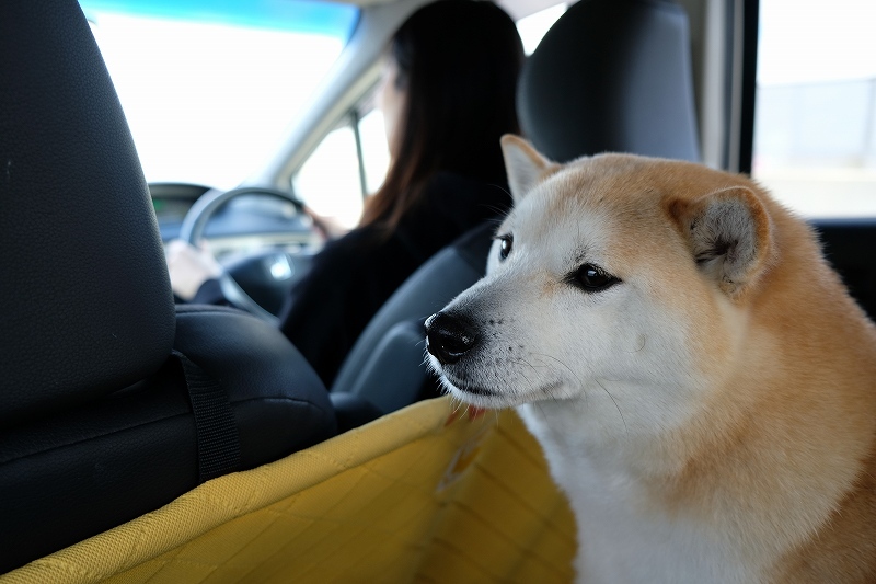 犬といっしょに海を見に行く_e0374932_06534566.jpg