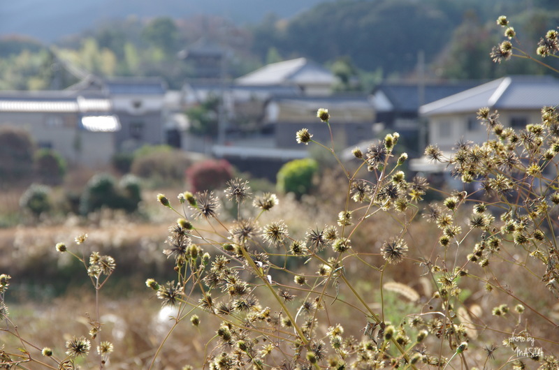 葛城市當麻　⑫まぁ～い_b0396833_20492005.jpg