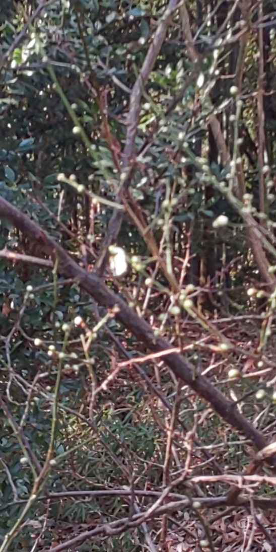 e0376933_15192808.jpg