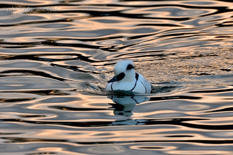 みちのく高松の池水鳥たち２_d0067934_08274974.jpg