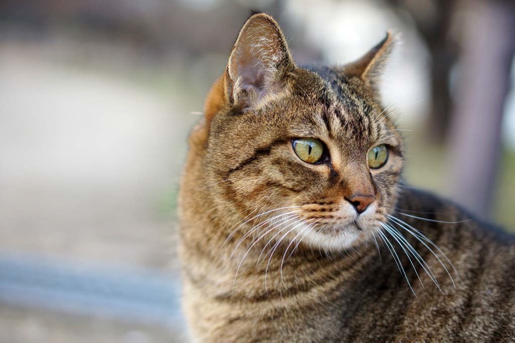 大阪城梅林の猫@2019-01-05_d0250840_22200842.jpg