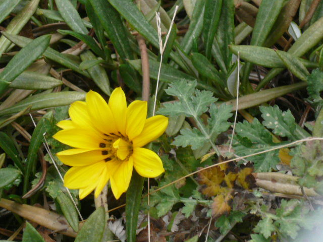 c0043055_10430611.jpg