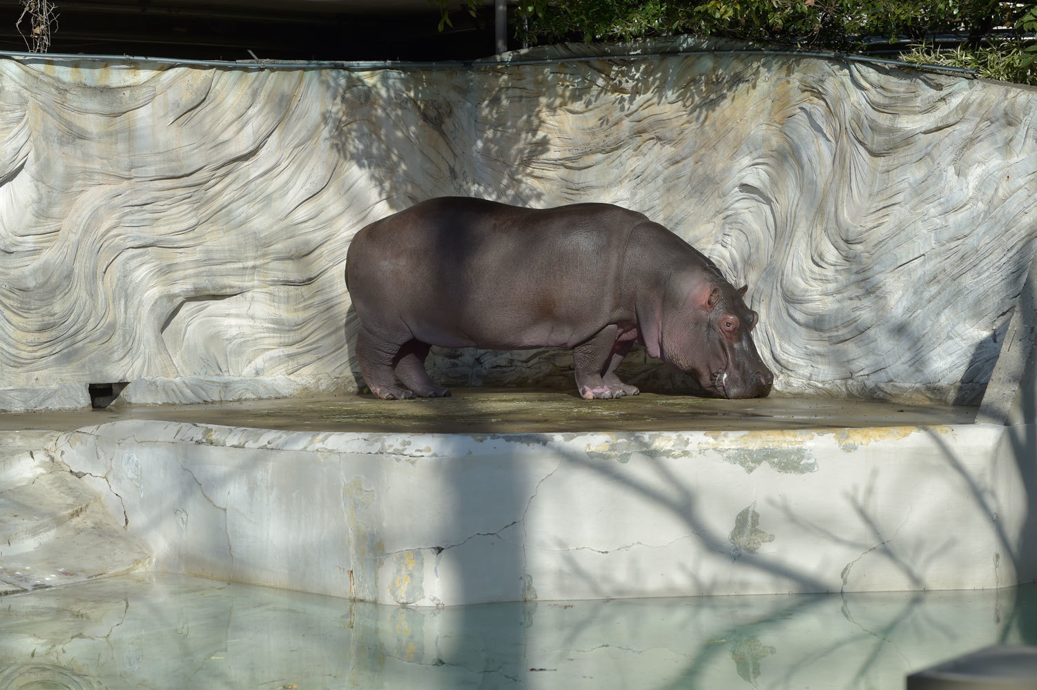 目が可愛い 動物園へ行こう