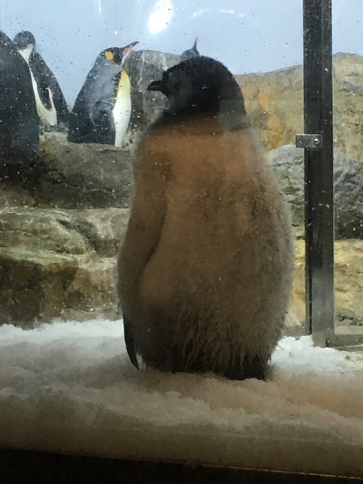 もふもふのエンペラーペンギンの赤ちゃん 山とpanda