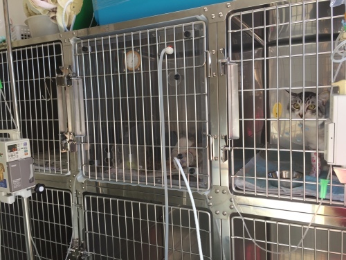 b0163381_19095396.jpeg