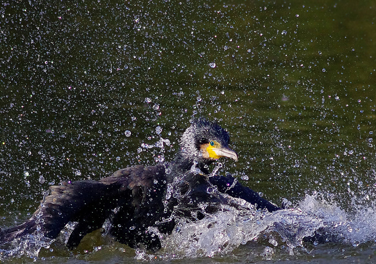 『カワウだって登場』　　　３月13日　_b0409196_23030095.jpg