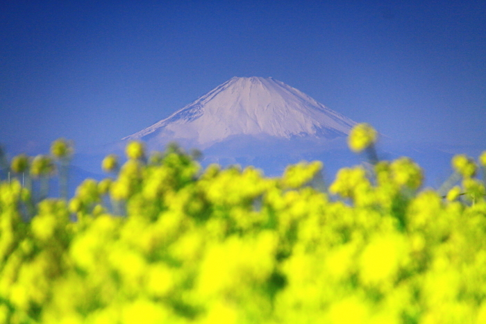 31年1月の富士（16）ソレイユの丘の菜の花と富士_e0344396_12233123.jpg