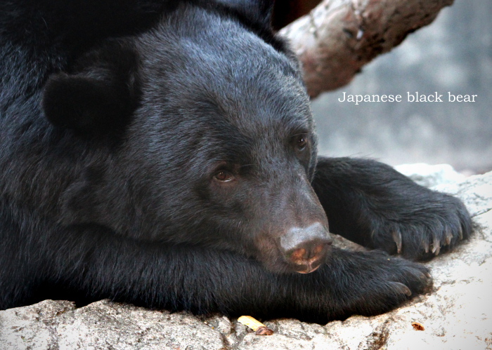 ニホンツキノワグマ:Japanese black bear _b0249597_19011410.jpg