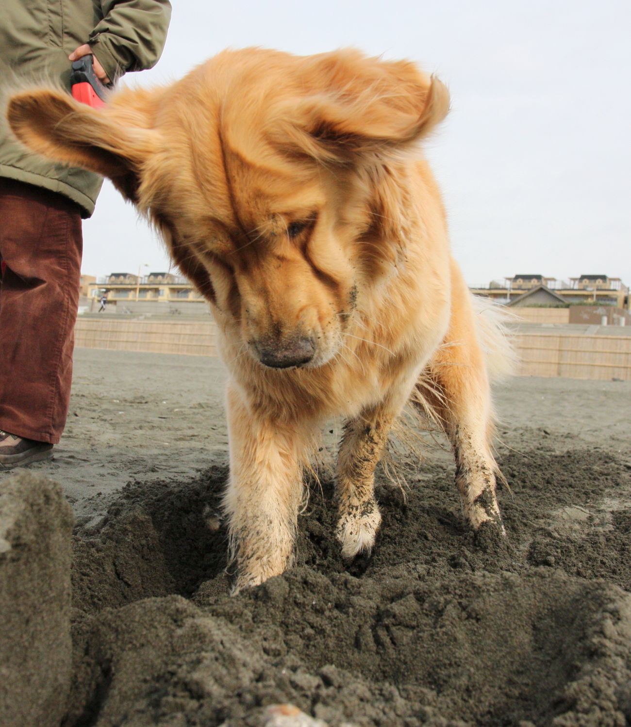 戸建て建築の名人♪_b0275998_11563362.jpg