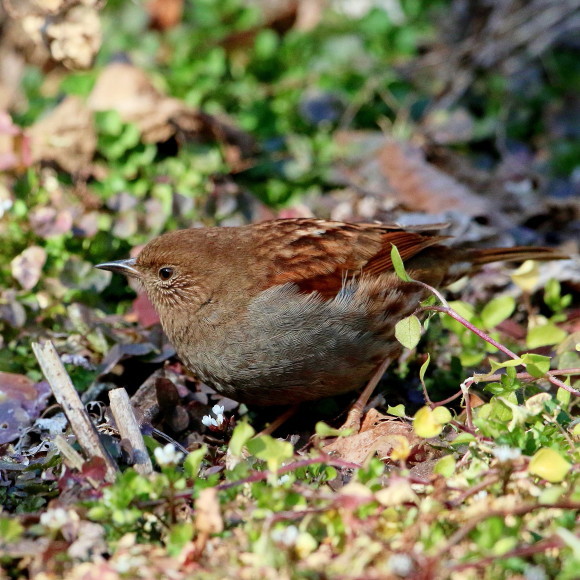 シーズンやっと初認！　カヤクグリ　ＨＴＧ_d0346713_13541571.jpg