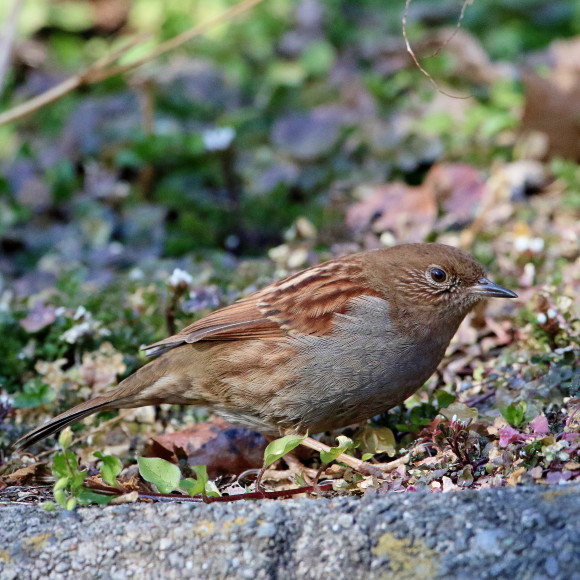 シーズンやっと初認！　カヤクグリ　ＨＴＧ_d0346713_13542663.jpg