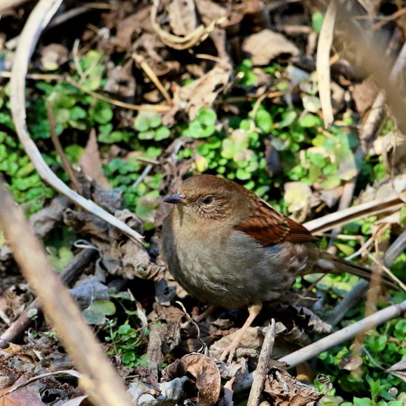 シーズンやっと初認！　カヤクグリ　ＨＴＧ_d0346713_13543560.jpg