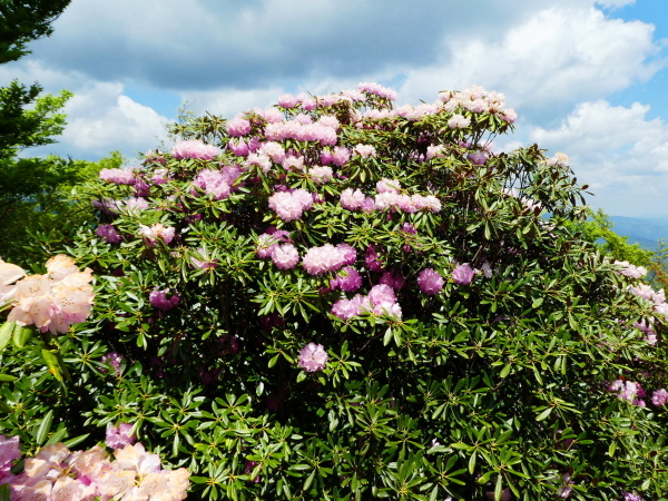 d0170615_10273737.jpg