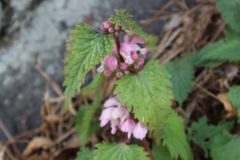 e0272335_16231733.jpg