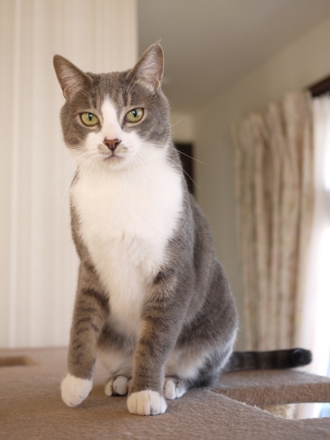 猫のお留守番 天ちゃん麦くん茶くん〇くんAoiちゃん編。_a0143140_19275750.jpg