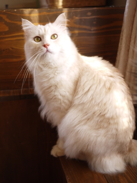 猫のお留守番 天ちゃん麦くん茶くん〇くんAoiちゃん編。_a0143140_19282392.jpg