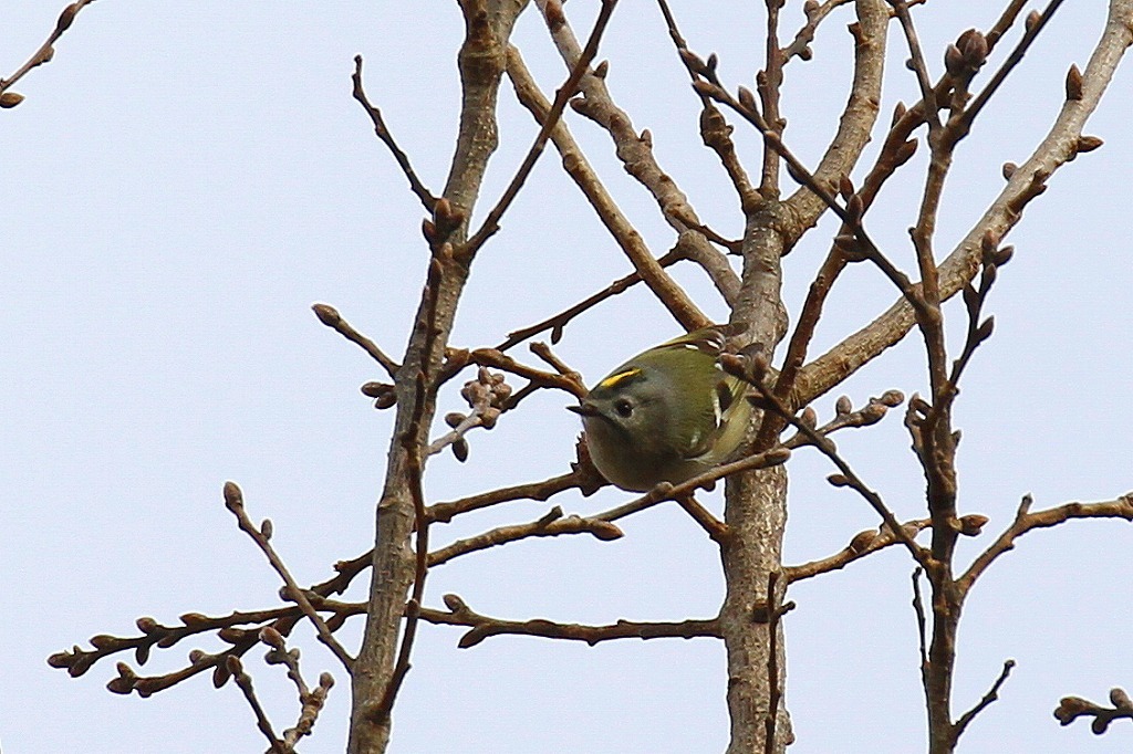 a0185545_21373825.jpg