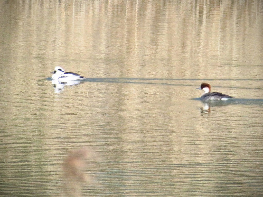 a0018655_09510312.jpg