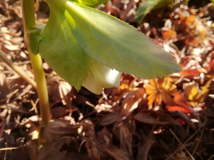 寒芍薬がめざめるとき…_b0368362_20502754.jpg