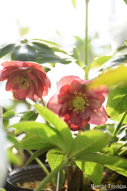 加藤農園さんへ この植物をお買い２