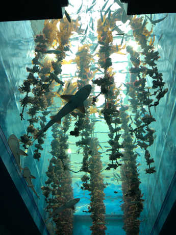 うみの杜水族館①_e0355177_16111626.jpg