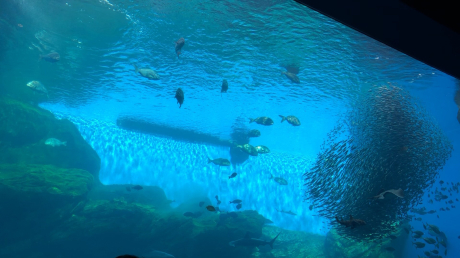 うみの杜水族館①_e0355177_16111763.jpg